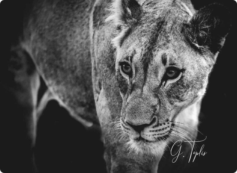 Tailored Leadership Programmes